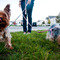 Pet Friendly | Annex at River South Apartments