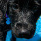 Pet Friendly | Villages at New Albany Park
