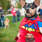 Pet Friendly | Villages at New Albany Park