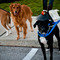 Pet Friendly | Villages at New Albany Park